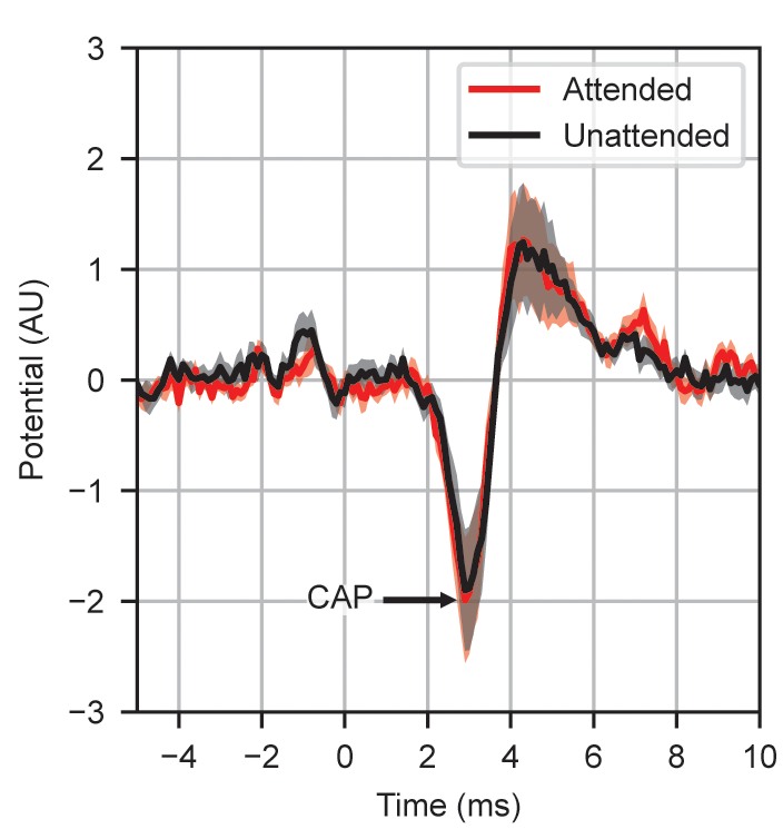 How the brain encodes natural sounds